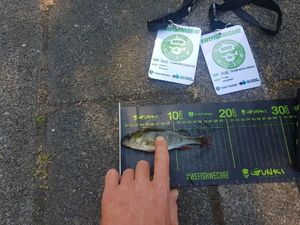 European Perch