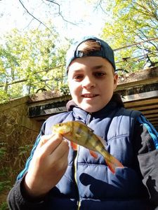 European Perch