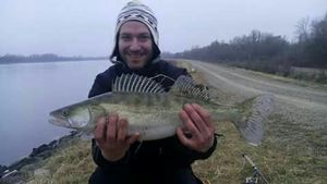 Zander