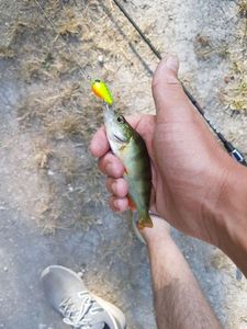 European Perch