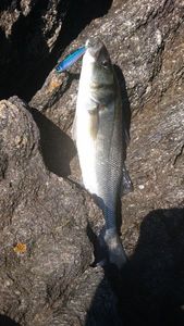 European Bass (Seabass)