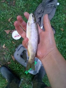 Brown Trout