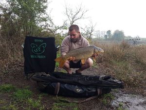 Common Carp