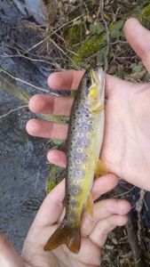 Brown Trout