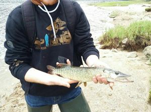 Northern Pike