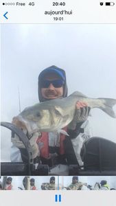 European Bass (Seabass)