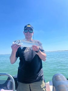 European Bass (Seabass)