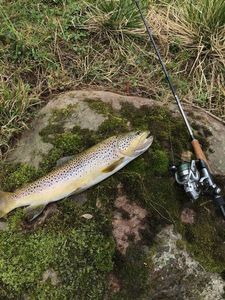 Brown Trout