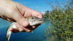 Northern Pike