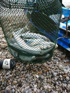 Mackerel
