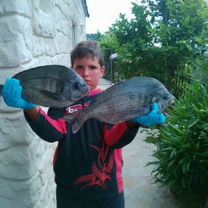 Black Seabream