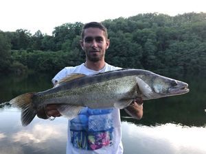 Zander