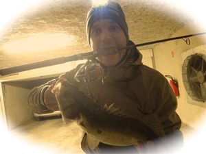 European Bass (Seabass)
