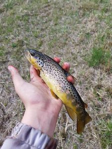 Brown Trout