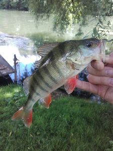 European Perch