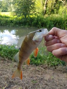 European Perch