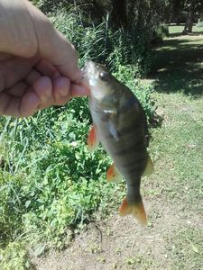 European Perch