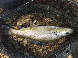 Brown Trout