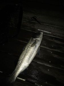 European Bass (Seabass)