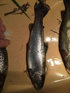 Rainbow Trout