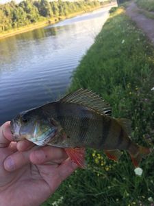 European Perch
