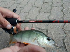 European Perch