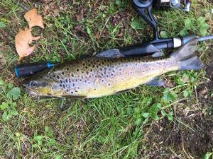 Brown Trout
