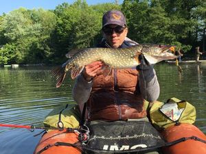 Northern Pike