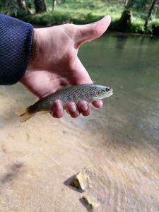 Brown Trout