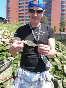 European Perch
