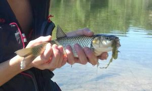 Roach