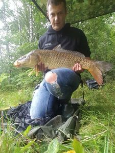 Common Carp