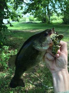 Largemouth Bass