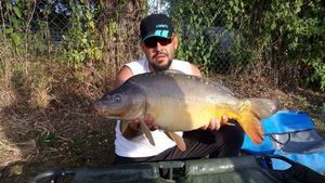 Mirror Carp