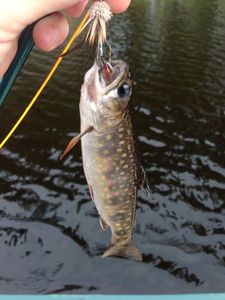 Lake Trout