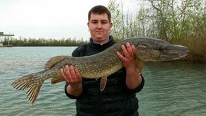 Northern Pike