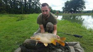 Common Carp
