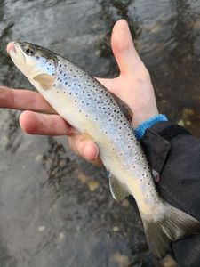 Brown Trout