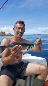 European Bass (Seabass)