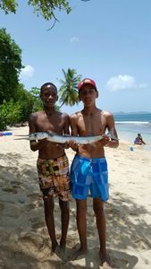 Garfish