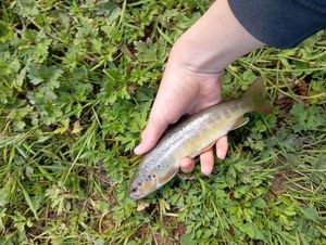 Brown Trout