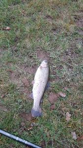 Rainbow Trout