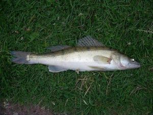 Zander