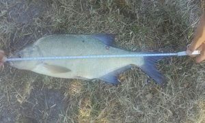 Common Bream