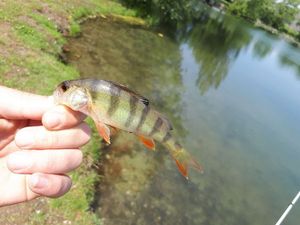 European Perch