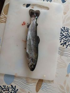 Rainbow Trout