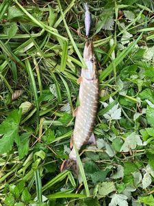 Northern Pike