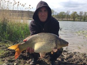 Common Carp