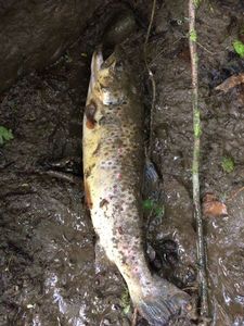 Brown Trout