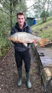 Common Carp